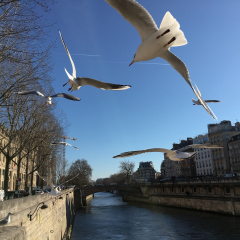 Mouettes, Paris