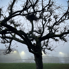 Brume, Vincennes