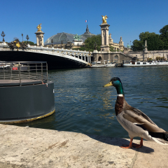 Canard sauvage, Paris