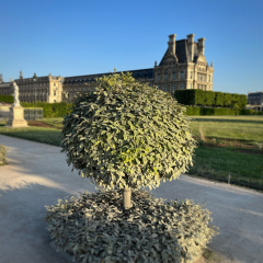 Arbre, Paris